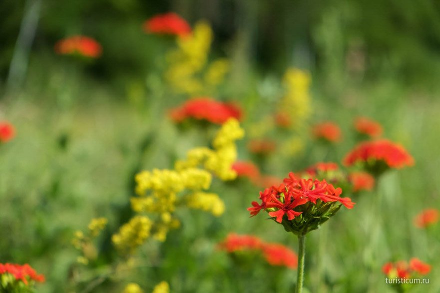 красные цветы на желтом поле