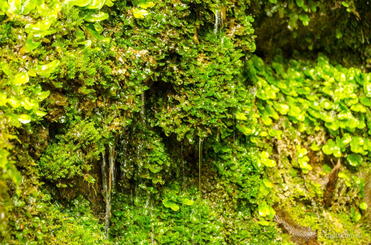 Экскурсия на 33 водопада, Сочи