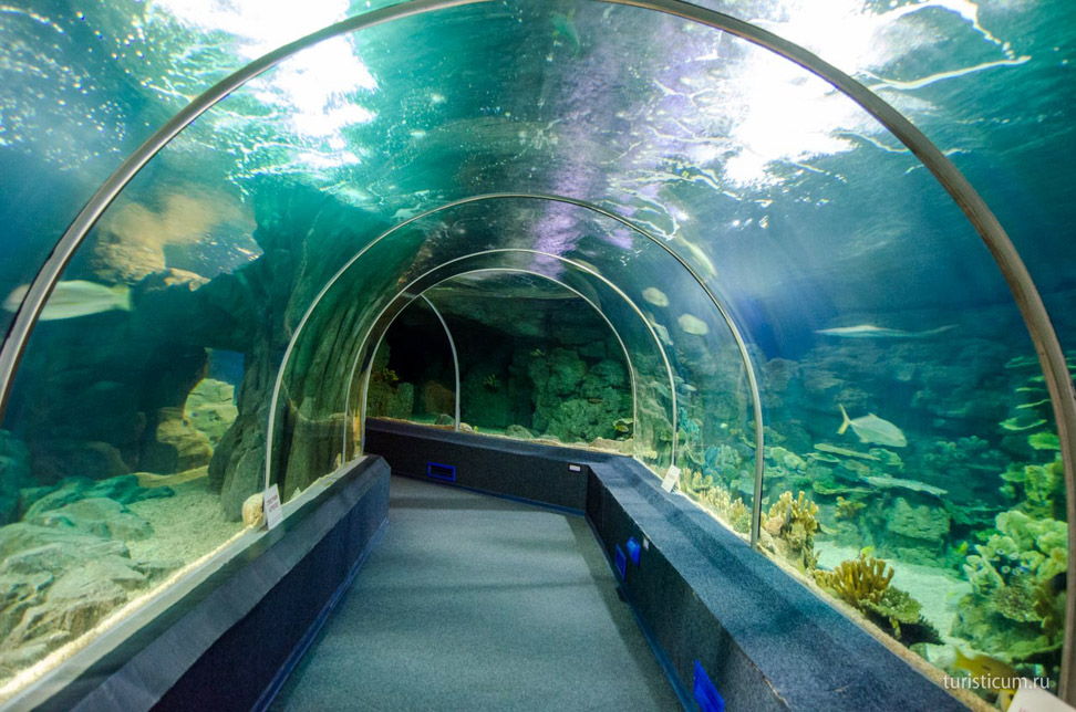 подводный туннель Океанариума Сочи