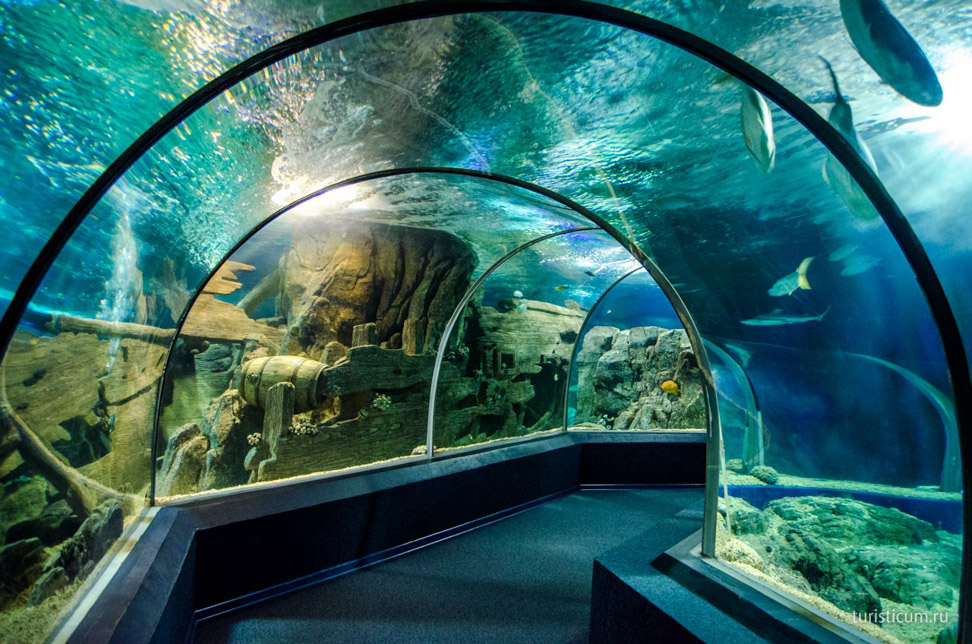 подводный туннель Океанариума Сочи